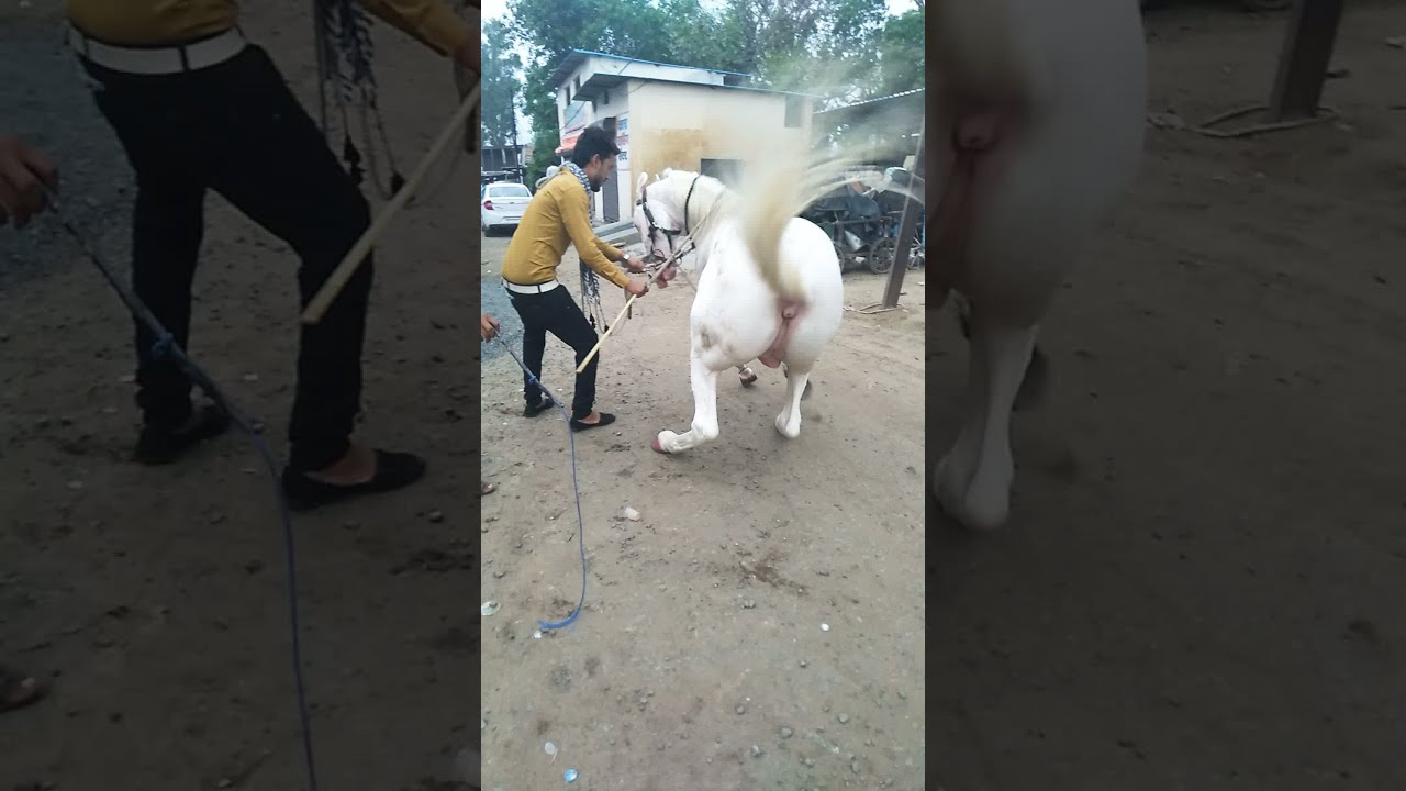 Chhindwara horse dance pappu bhai 7987991955