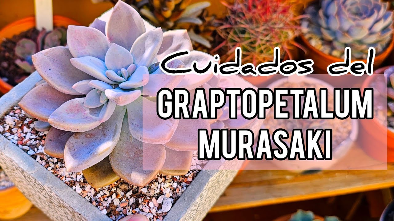 Cuidados y propagación del Graptopetalum Murasaki / Jardín Suculento
