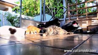 Stray Cats On Catnip