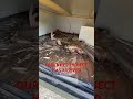 #diy #camper #roofrepair  camper roof repair