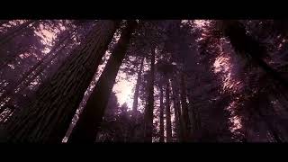 Desbot - Moonlit Forest (Official Video) @ArtAsCatharsis