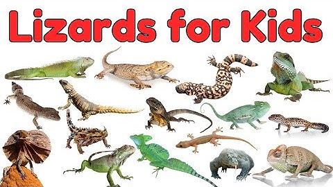 Lizards for Kids | Learn Lizard Names and Fun Facts | Animal Vocabulary for Preschoolers #lizard