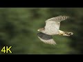 Habicht: Im Flug/ beim Jagen --- Goshawk: In Flight/ while Hunting