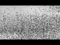 Bell X1 - Starlings Over Brighton Pier