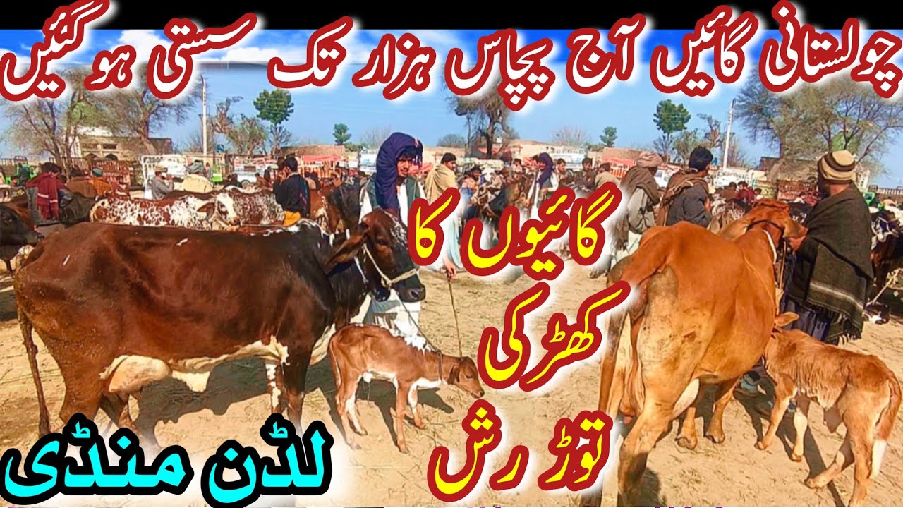 TODAY LUDDAN COW MANDI PRICE UPDATE || Sahiwal Cholistani Desi Gay Mzeed Sassti || Dairy Farming