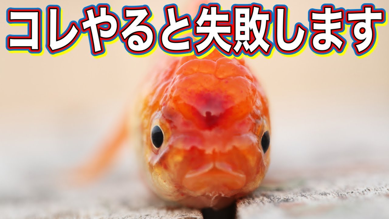 【金魚の飼い方】金魚飼育初心者の失敗ワースト10
