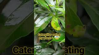 Caterpillar Eating Leaves 🐛😍#shorts #caterpillar #viral #nature #plants