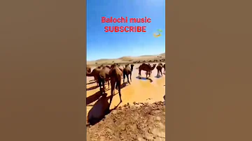 Balochi Music Balochi Songs Balochi Lok Jhankar Saz Old Balochi Classical Music Balochi Lok Folk 