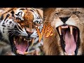 León vs Tigre ¿Cuál sería el Ganador y el más Fuerte?