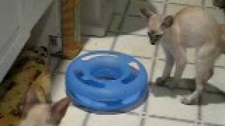 Siamese kittens with track ball by Heather Lorimer 373 views 14 years ago 2 minutes, 5 seconds