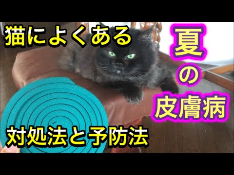 三ツ池動物病院チャンネル - YouTube