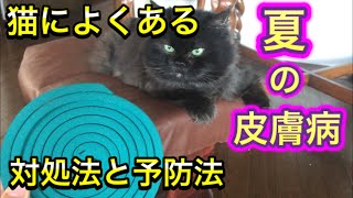 もしかしてこれが原因かも…夏によくある猫の皮膚病、蚊取り線香は猫に大丈夫なの？対処法をお話しします。