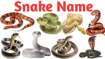 Snake Names for Kids |Learn 20 Types of Snakesin English |Preschool & Toddler Learning Video