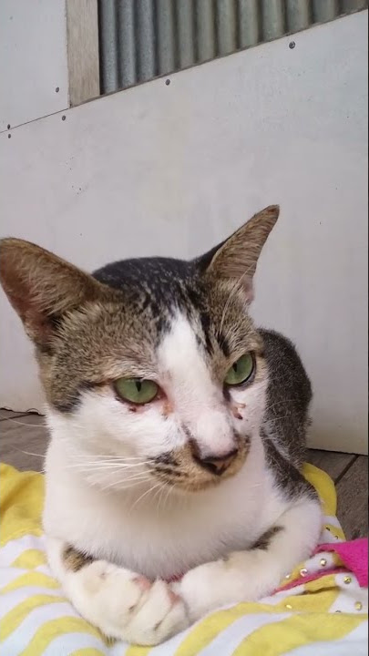kucinglucu sakit mata#short#viraltiktok#catlovers#catloversclub@windu sejati official