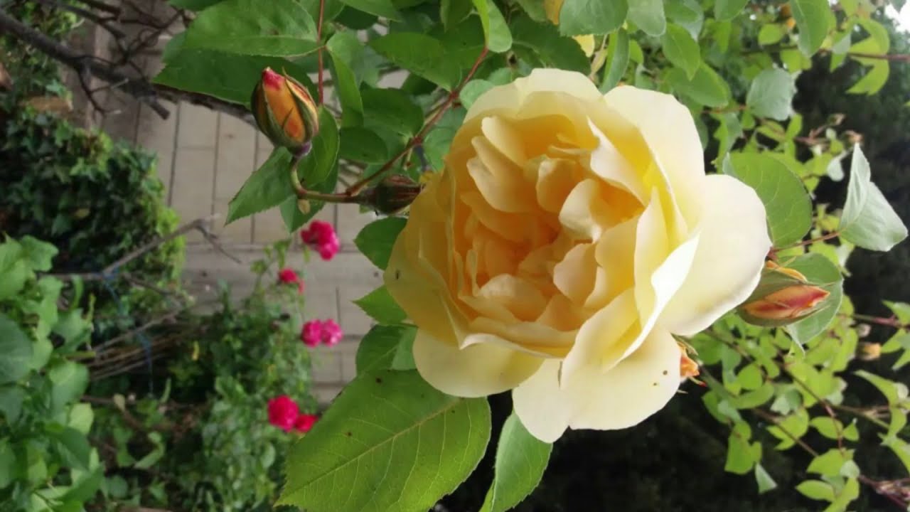 LET THE FLOWERS HEAL YouTube