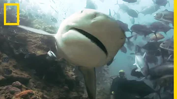 Où vivent les requins bouledogue ?