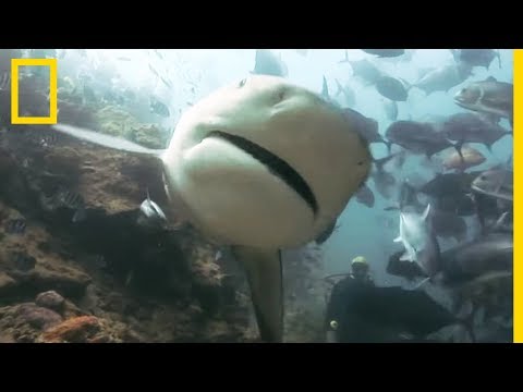 La dangerosité du requin-bouledogue