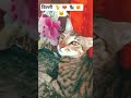 shot video song #miviapp #miviapp 🎵 👌 🔥 ❤️ 🙌 ♥️ #love #miviap #song