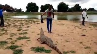 TOUR GUIDE TEASES APPETITE OF CROCODILE AT PAGA POND