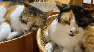 アタシら三毛猫の姐さん方へ挨拶ナシでは長楽寺の敷居はまたげないのさ。(嘘)