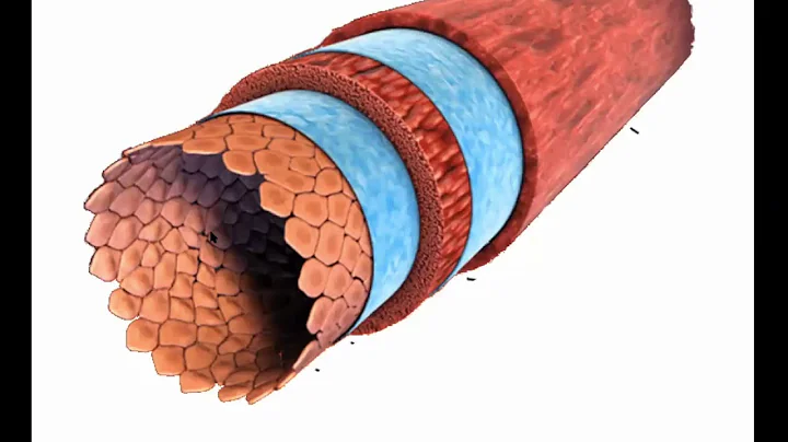 Lecture 2.2B Types of Epithelia