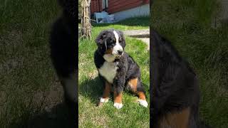 Bernese Mountain Dog Barking at the unseen