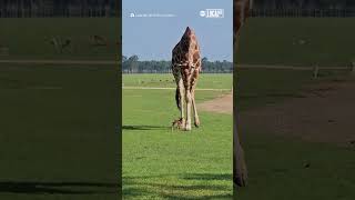 Giraffe intrigued by tiny fawn