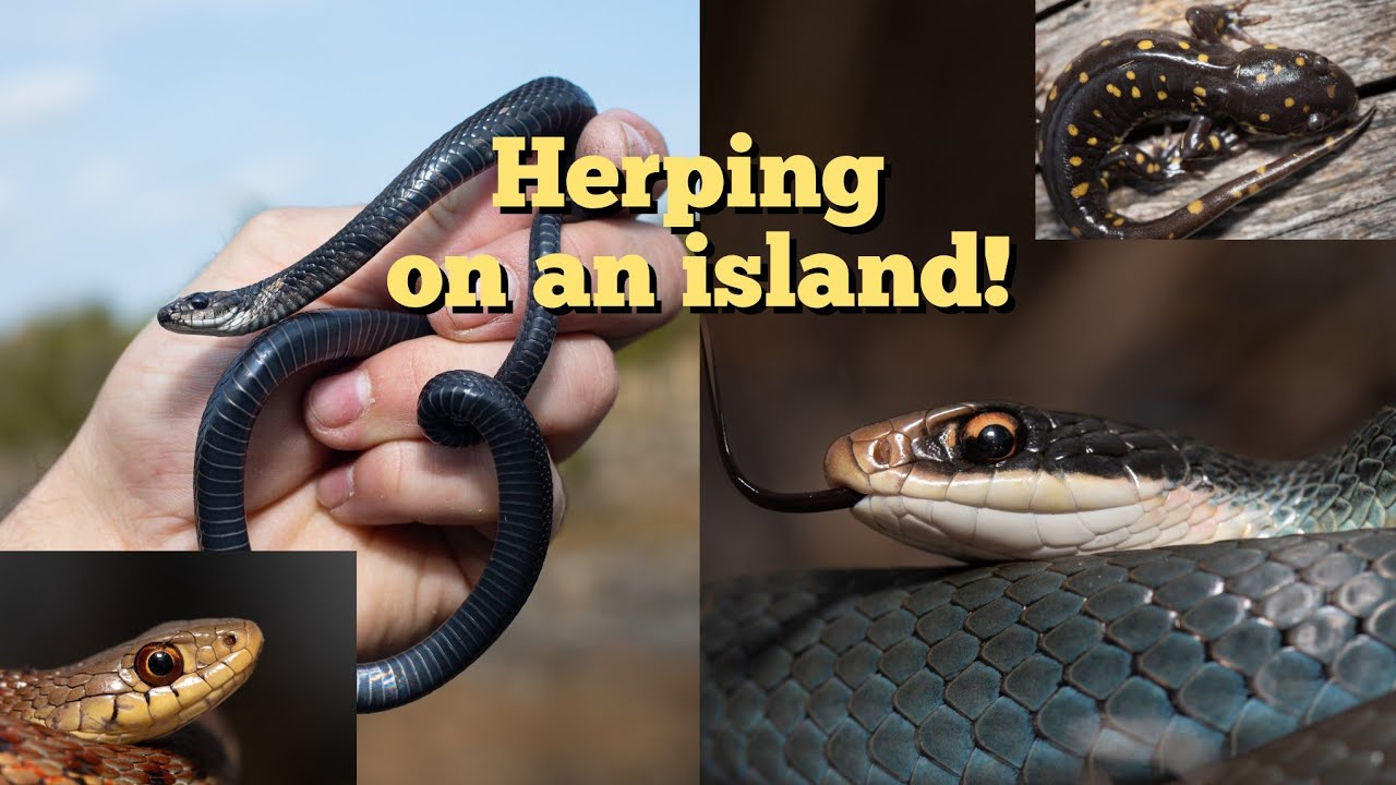 Herping on an island! Searching for rare snakes and salamanders.
