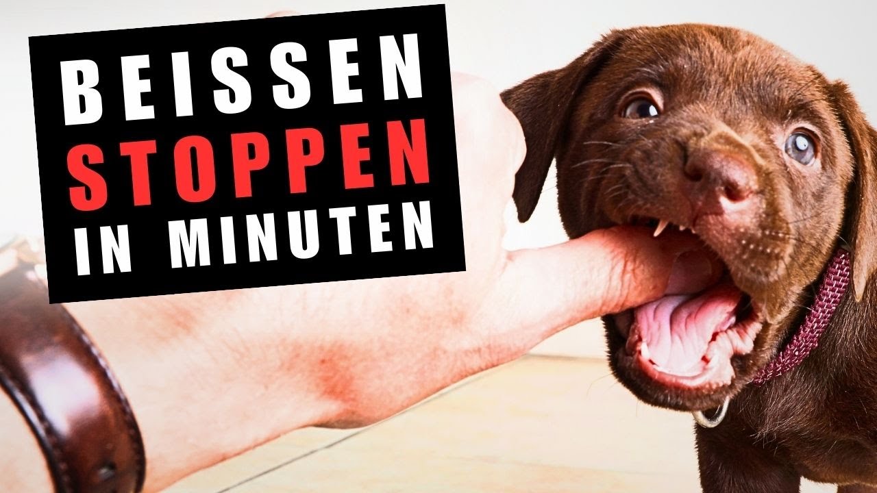 🛑 Welpe BEIßT, in 2 Minuten stoppst du das Beißen
