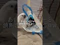 これ見てめっちゃインコ飼いたいって思ったwwwww