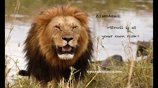 Zimbabwe - Lions  &quot;Stroll is at your own risk&quot;