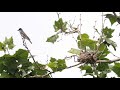 Eastern Kingbirds nest, 2020-06