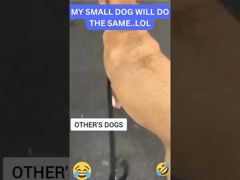 Video: Pružný pes prežije život na šnúrke, teraz žije na gauči!