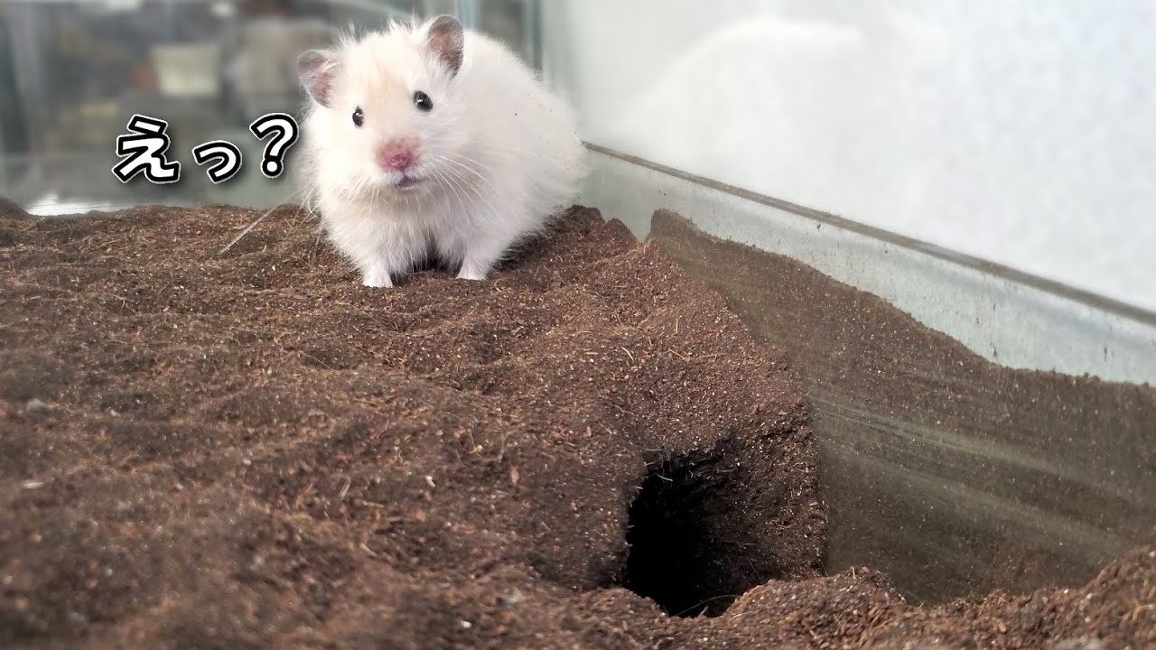 巣穴の入口を塞がれて帰れなくなる長毛ハムスター 土飼育 飼い方 かわいい ペット 小動物 Keeping Hamsters In The Soil Youtube