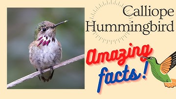 Calliope Hummingbird facts 🦜 native to the United States 🇺🇸 and Canada 🇨🇦