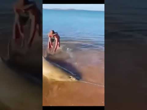 РЫБА ПИЛА , СПАСЕНИЕ