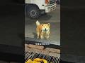 野良犬にご飯をあげた結果…まさかの結末