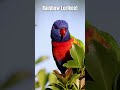 RAINBOW LORIKEET PARROT WILDLIFE NATURE | Faunema