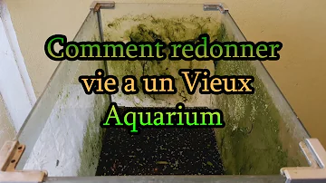 Comment nettoyer un aquarium très sale ?