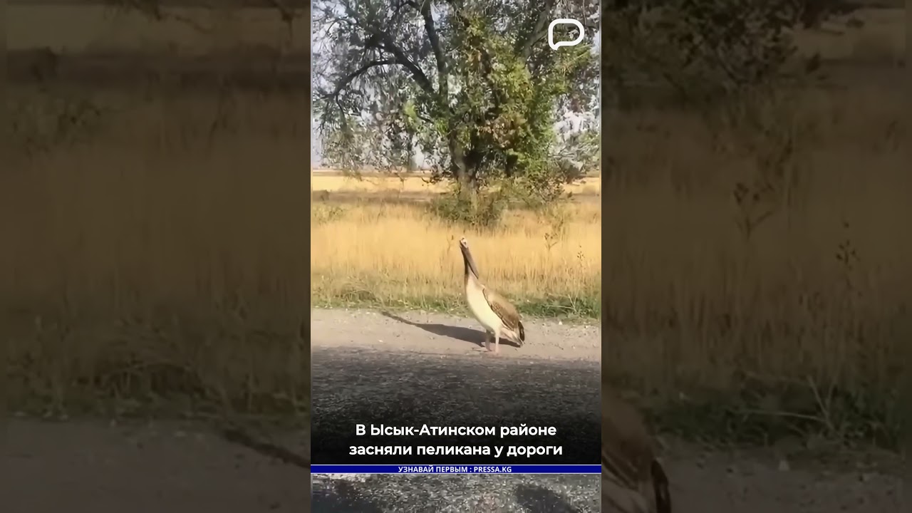 В Ысык-Атинском районе засняли пеликана у дороги