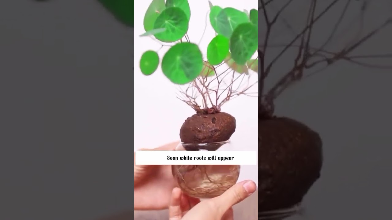 Stephania Erecta Plant Pack of 2