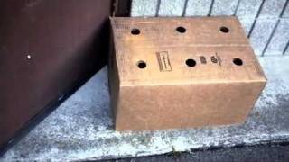 carrie and the box.m4v