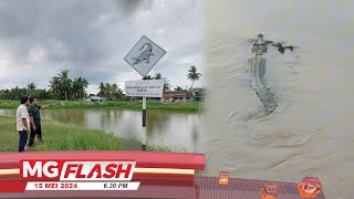 Lima Ekor Buaya Tembaga Ancam Penduduk Klebang #MGFlash