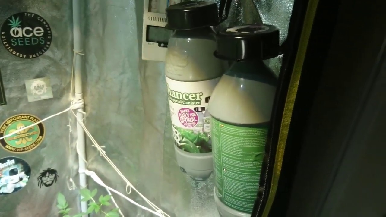 Hydro-Hoot Wat TNB naturals Co2 does, it GROWS BIG ASS BUDS check the fasteberry & white Russian too