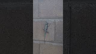 Dancing Bluethroated Grey Sonoran Male Lizard Sighting in Arizona USA
