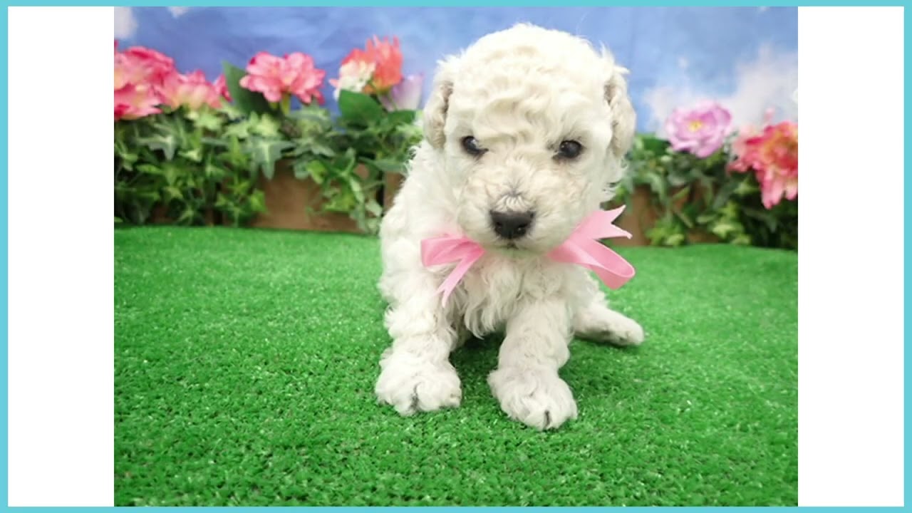 Coo&RIKU No.00745742 T・プードル - YouTube