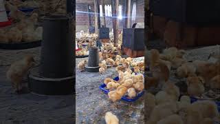 The secret of raising egg laying chicken for faster growth- chickenfarmingbusiness #eggfarm