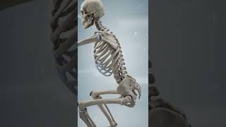 EVERY SQUAT STARTS WITH YOUR BONES 🦴🔥 #senseorgansfunctions #humanbody #medicalanimation #science
