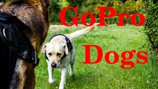 GoPro Dogs have Fun on a Sunny Day by GoPro Cat & Dog Videos 485 views 8 years ago 4 minutes, 43 seconds