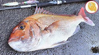 インチク】2馬力ボートで真鯛ジギング！オフショアは夢の塊！ #青森